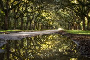 Reflection of oak avenue von Edwin Mooijaart