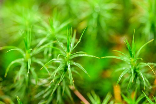 Green moss on the forest floor by Sjoerd van der Wal Photography