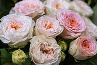 Rosen