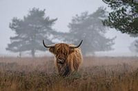 Highlander écossais