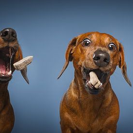 Teckel Honden Puppy van Patrick Reymer
