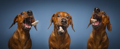 Dackelhund Welpe von Patrick Reymer