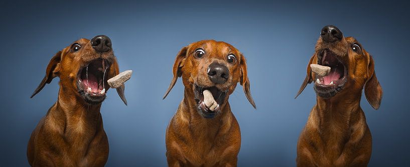 Chien teckel Chiot par Patrick Reymer