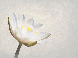 Nymphaea Alba
