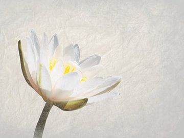 Nymphaea Alba by Andrea Meyer