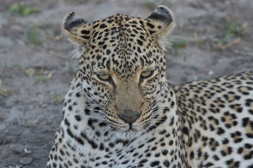 Leopard von Frank Heinen