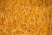 Golden ears of corn.