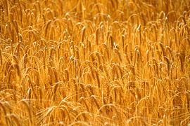 Goldene Ähren. von Sergej Schmidt