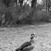 canards sauvages - oie égyptienne oie du Nil (alopochen aegyptiaca) sur une prairie gelée dans un parc photographie verticale en noir et blanc sur Animaflora PicsStock