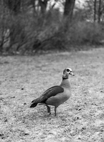 canards sauvages - oie égyptienne oie du Nil (alopochen aegyptiaca) sur une prairie gelée dans un parc photographie verticale en noir et blanc par Animaflora PicsStock