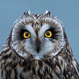 Short-eared owl by Annelies 't Hooft