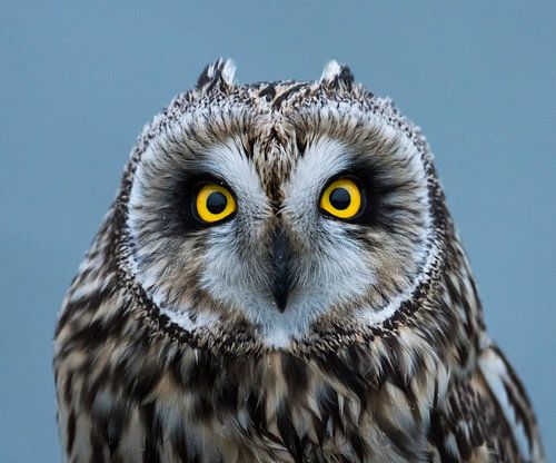 Short-eared owl by Annelies 't Hooft