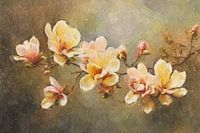 Magnolie im Frühling Weiches Licht