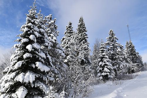 Besneeuwde bomen na de storm