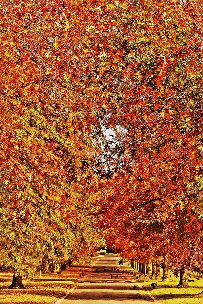 a vineyard driveway and autumn-coloured American oaks by Werner Lehmann