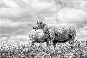 Schapen tegen een typische hollandse wolken lucht. Foto is genomen in Friesland. Wout Kok One2expose