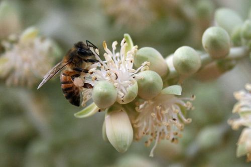 Bij, Bee is happy.