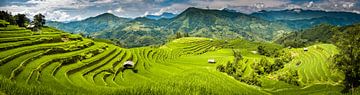 Panorama van rijstvelden van Jeroen Mikkers