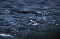 Bachstelze am schwarzen Strand