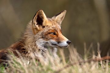 Renard sur Loek Lobel