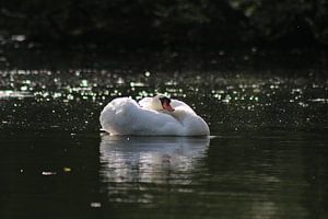 Mute Swan by John Kerkhofs