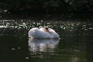 Cygne muet
