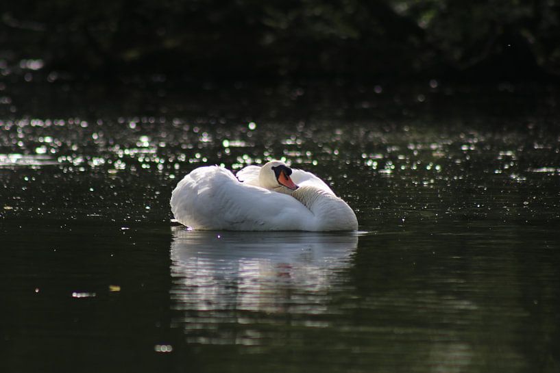 Mute Swan by John Kerkhofs