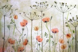 Prairie de coquelicots sur Mandy Disher