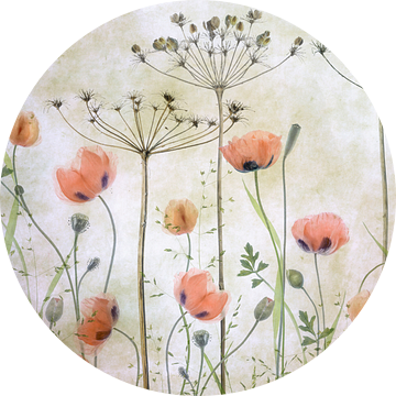 Poppy Meadow, Mandy Disher van 1x