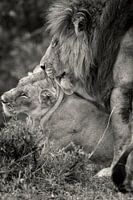 L'amour entre deux Lions pendant les jours de mariage.