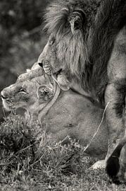 Love between two Lions during the wedding days.