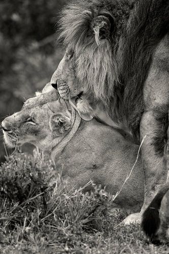 Liefde tussen twee Leeuwen tijdens de huwelijksdagen.