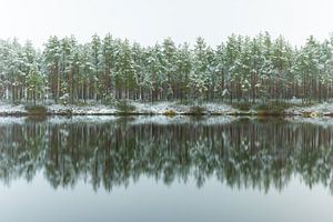 Forêt enneigée avec reflet