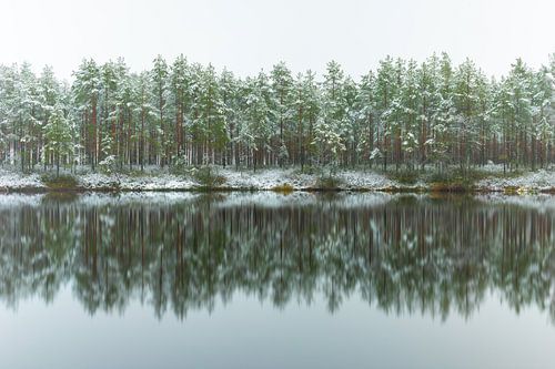 Besneeuwd bos met reflectie