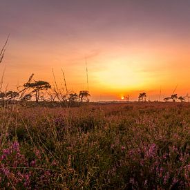 Een mooie avond in de heide van Bjorn Dockx