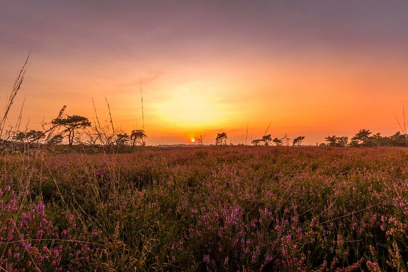 Een mooie avond in de heide par Bjorn Dockx