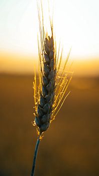 Grain en style Bokeh