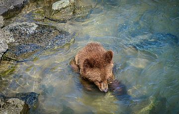 Jonge beer zoekt voedsel in de rivier, Alaska