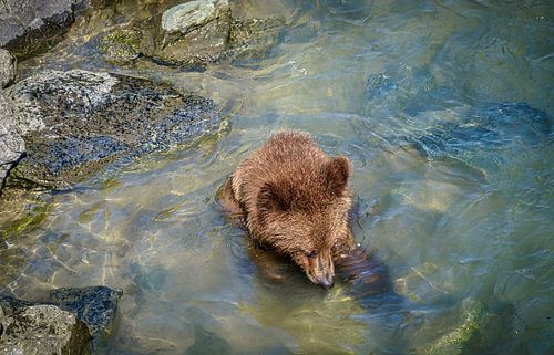 Jonge beer zoekt voedsel in de rivier, Alaska