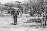 Olifant tussen de struiken in Tanzania van Mickéle Godderis thumbnail