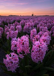 Bloeiende hyacinten met windmolen van Tomas van der Weijden