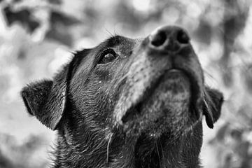 De geconcentreerde blik van deze zwarte labrador hond. In zwart wit