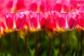 Blumenzwiebelfelder von Henk Leijen