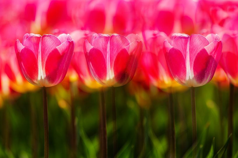 Flower bulb fields by Henk Leijen