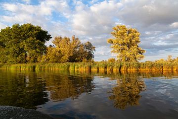 Lumière du soir dans le Biesbosch