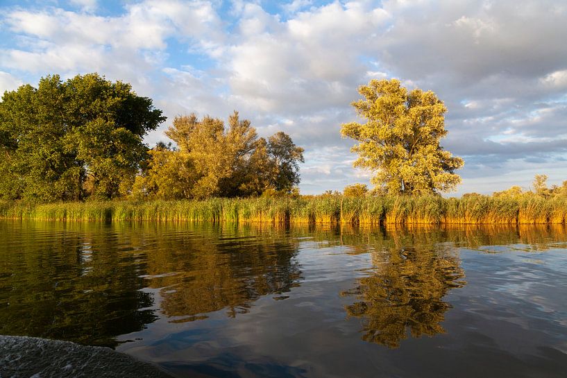 Eveninglight at the Biesbosch by Nel Diepstraten