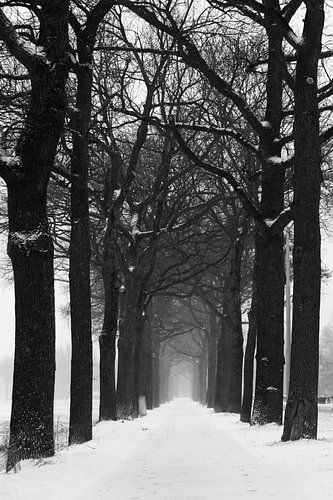 Sentier le long des arbres