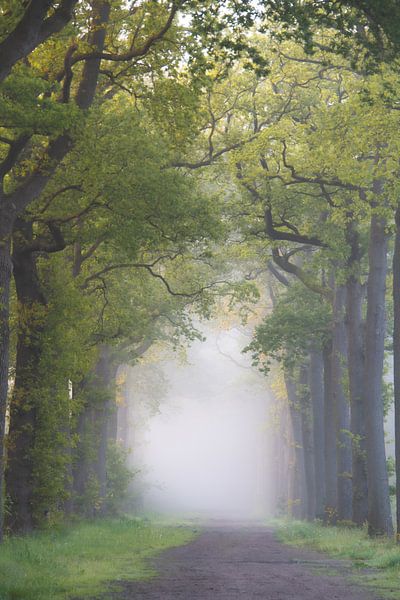 Wald in Bergen op Zoom von Samantha Rorijs