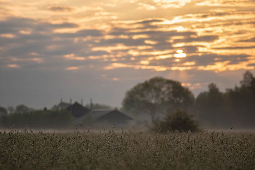 sfeervol graanveld van Tania Perneel