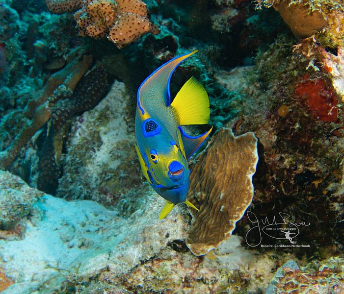 Portrait d'un poisson-ange, Bonaire par Joseph M. Bowen Photography